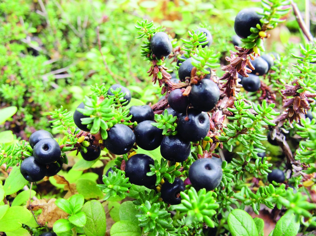 Murskaa marjat. Lisää vesi ja siihen sekoitettu viinihappo. Anna seisoa huoneenlämmössä 1-2 vrk. Siivilöi. Lisää sokeri. Pullota. Voi juoda sellaisenaan tai laimentaa. KUVA LIISA KOIVULEHTO