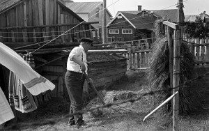 Mann raker høy i en bakgård. Bakhaven ved fjøset, sett fra øst.