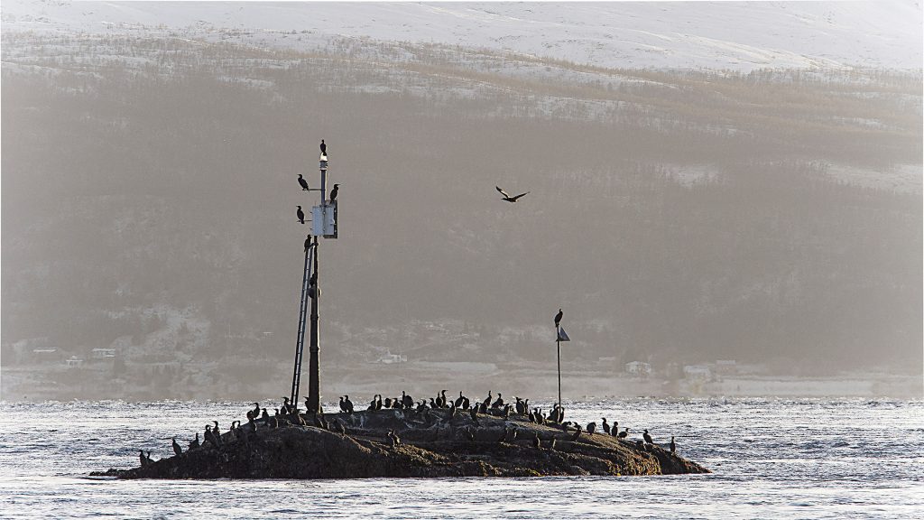 Storskarven er en tallrik hekkefugl langs kysten i nord, og den sorte fuglen har også vært opphavet til flere stedsnavn -også på kvensk. KUVA LIISA KOIVULEHTO