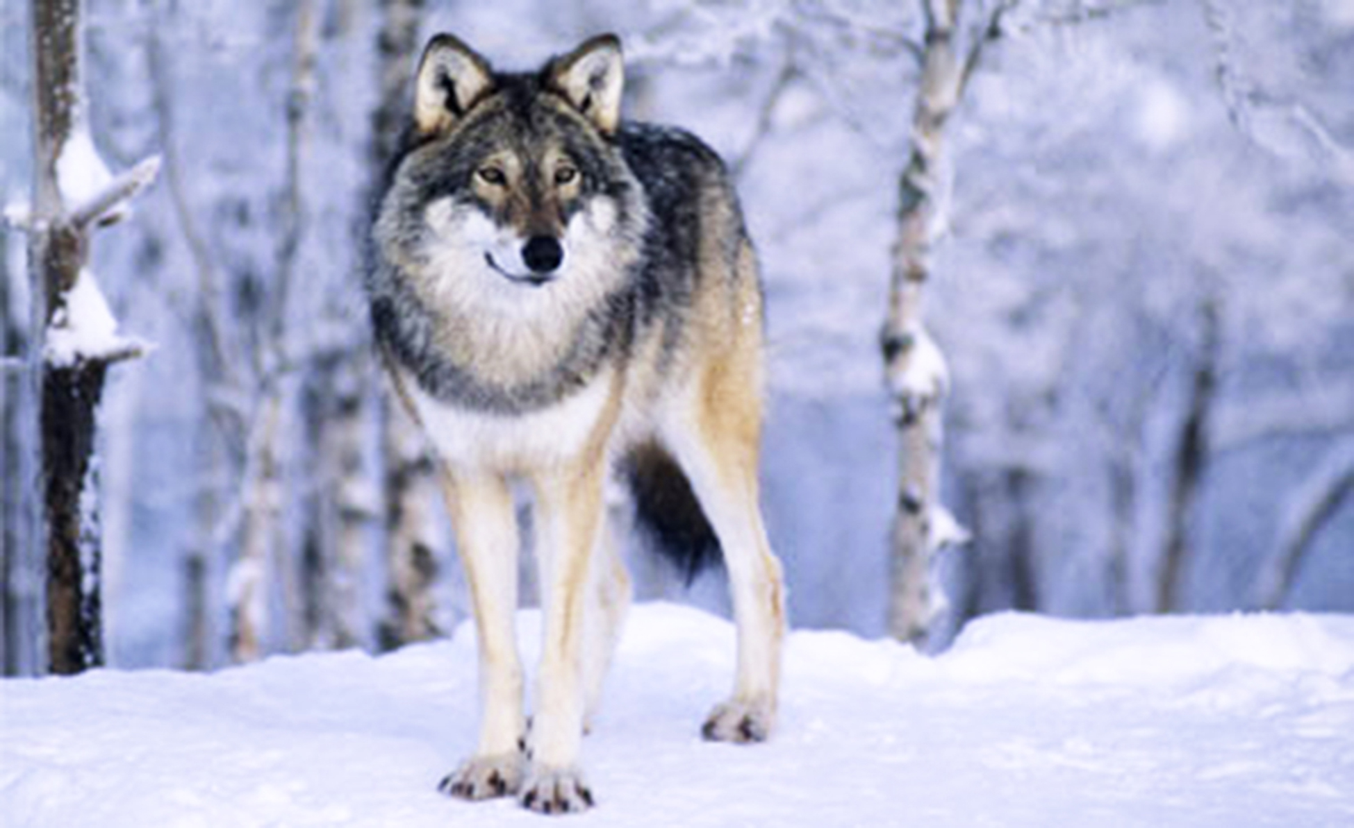 Finske ulver kan komme til Norge