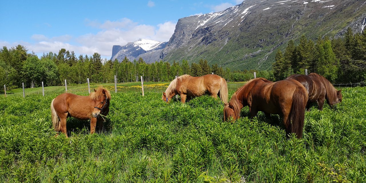 Viser fram «kvenenes» hest denne helgen