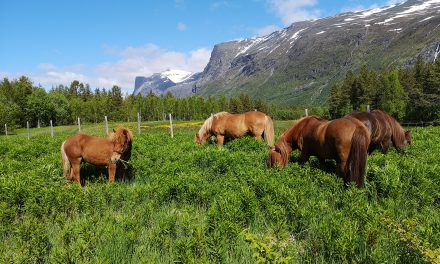 Viser fram «kvenenes» hest denne helgen