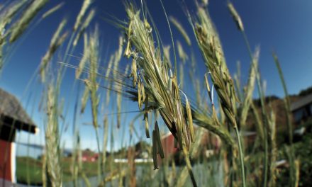 Svedjerug: Skogfinnruget som nesten gikk tapt