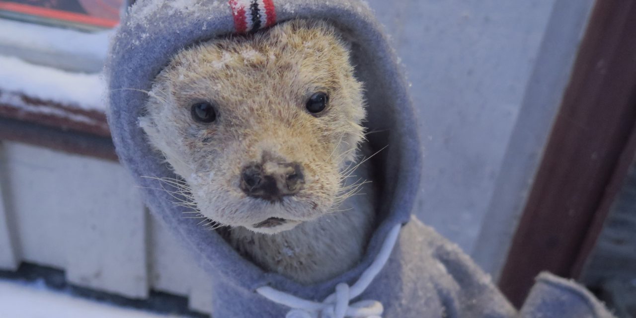 Miksi kađula oon täytetty saukko?