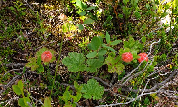 Leserinnlegg: «Avkolonisering» gir nykolonisering