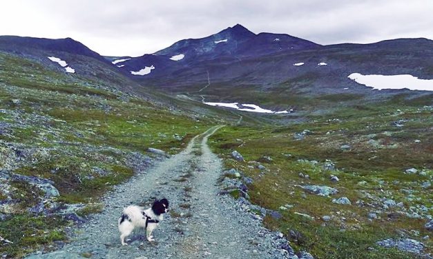 Ville du sagt Sokkeritoppi om Halde?