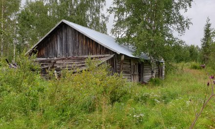 Skuret i skogen