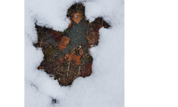 Også naturen kan feire Halloween • Se saattaa luonto kansa feirata halloweenii