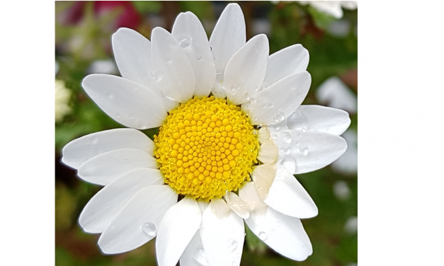 «Med håp om lysere tider»