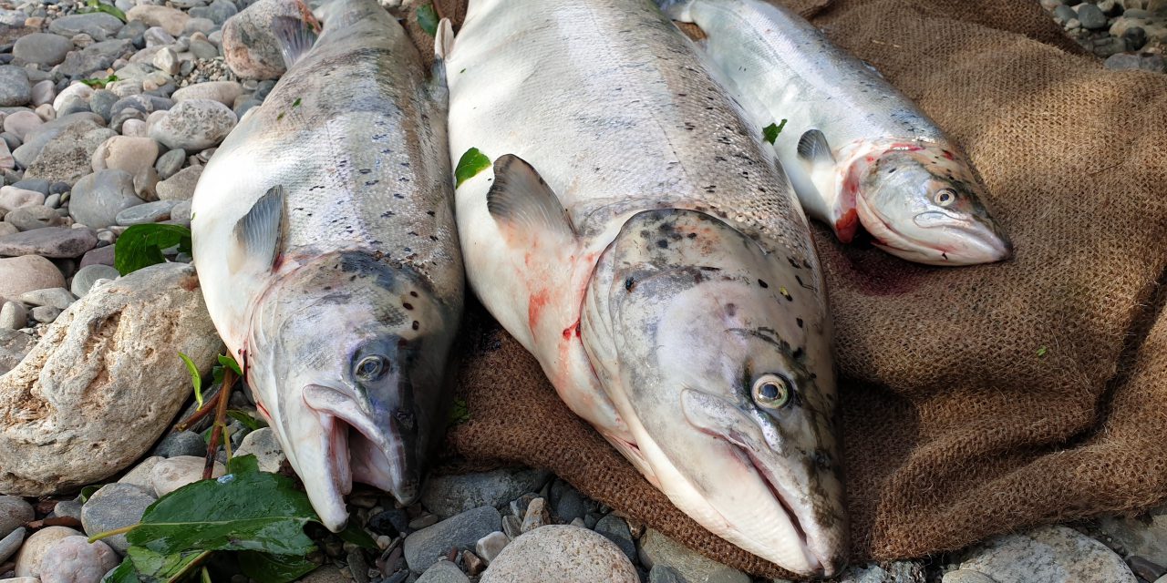 Norsk-finsk enighet om fiskestopp