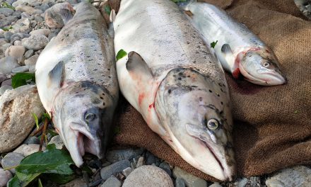 Norsk-finsk enighet om fiskestopp