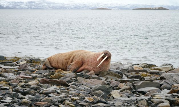 Typisk strandliv i nord • Tyypillinen rantaelämä pohjoisessa