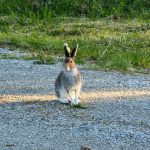 Jakten på gullegget – kan du hjelpe påskeharen?