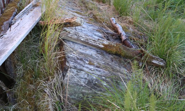 Mikä tämä oon? Ser du hva dette er?