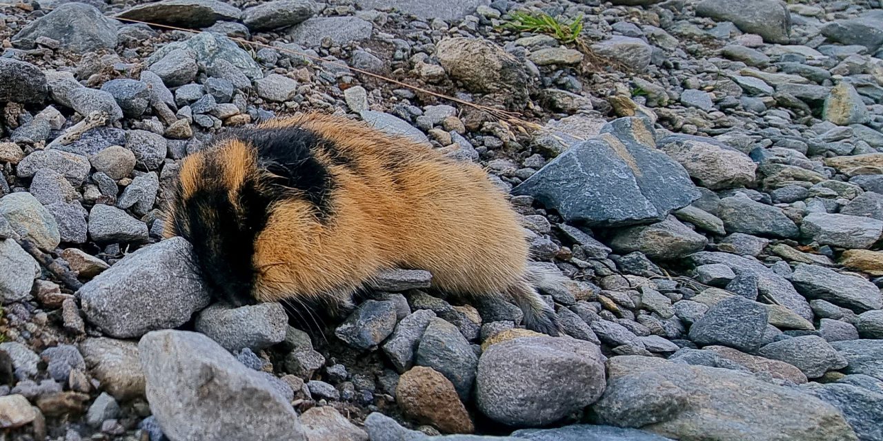 Død lemen på fjellet • Kuolu sopuli tunturissa