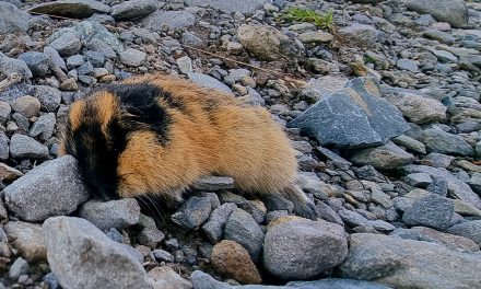 Død lemen på fjellet • Kuolu sopuli tunturissa