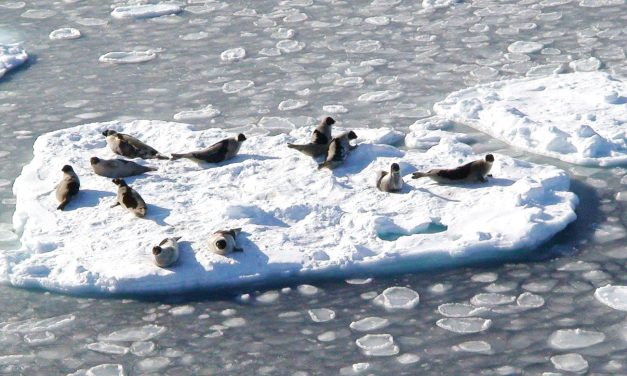 De som dro på ishavet og som aldri vendte hjem