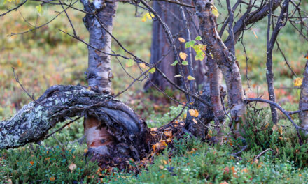 Leserinnlegg: SYKSYN MASENNUS?