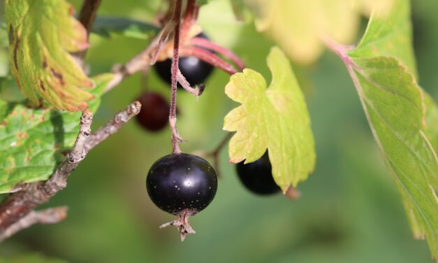 Solbær • Mustaruottukka