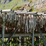 Leserinnlegg: Fiskeripolitikk uten ansvar for kysten
