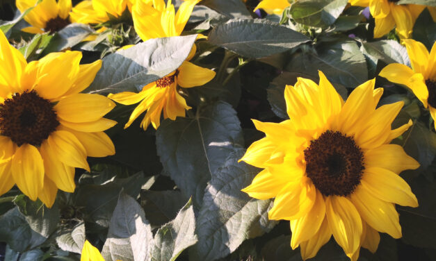 Løste Sannhets- og forsoningskommisjonen oppgaven best mulig?