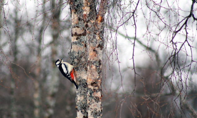 Hakkespett • Tikka