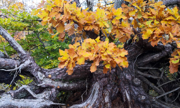 Kronikk: «Hersketeknikker forhindrer åpen debatt om kvenske saker»