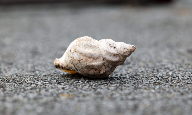 Fraflyttet sneglehus • Hyljätty liivamaon kuori