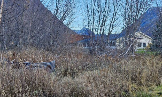 Saunamysteriet (del 2): – Det gamle skulle vekk