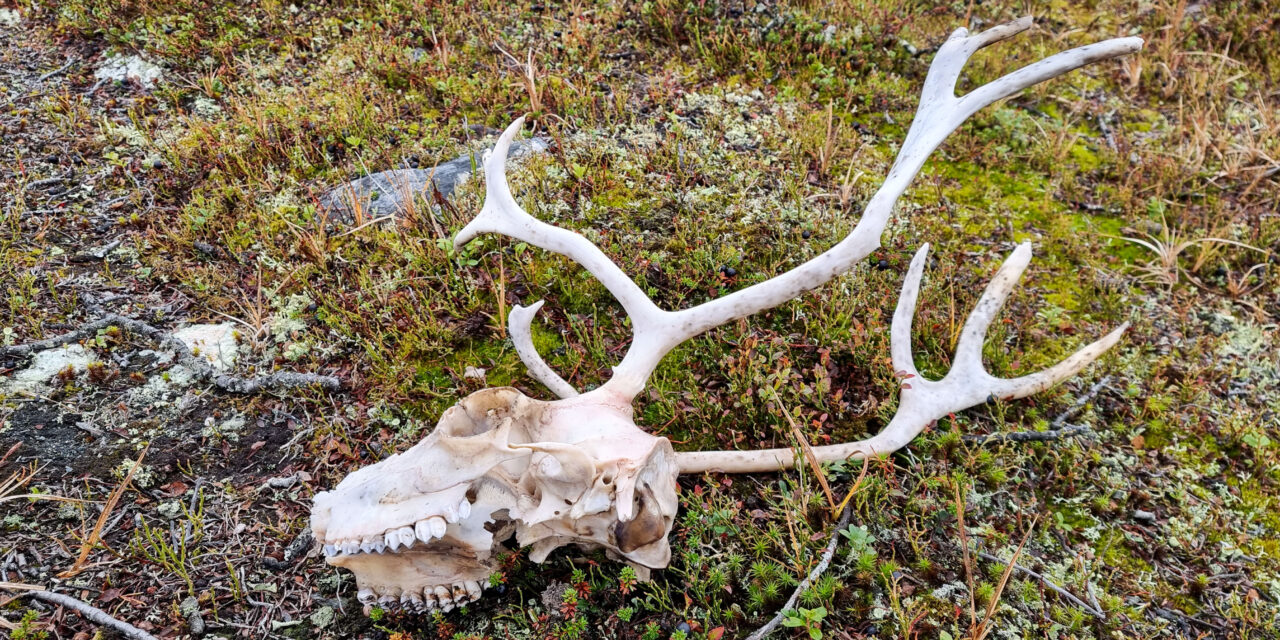 Skalle i lyng • Kallo varpumaassa