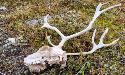 Skalle i lyng • Kallo varpumaassa