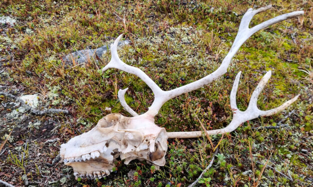 Skalle i lyng • Kallo varpumaassa