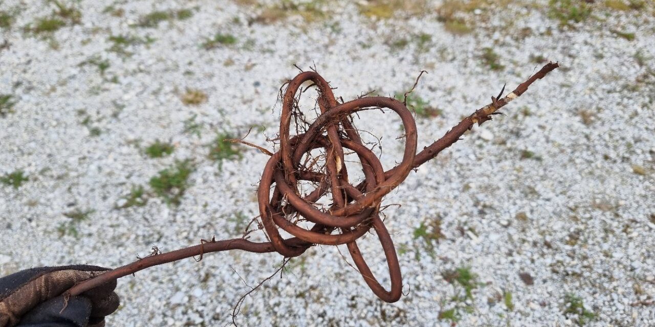 Av jord er du kommet • Maasta olet sie tullu