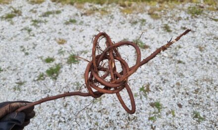 Av jord er du kommet • Maasta olet sie tullu