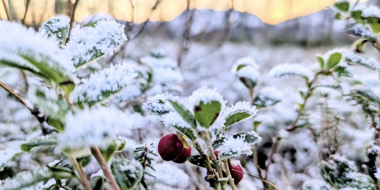 Adventskalender 12. desember