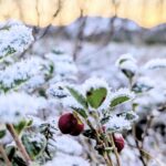 Adventskalender 12. desember