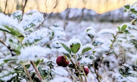 Adventskalender 12. desember