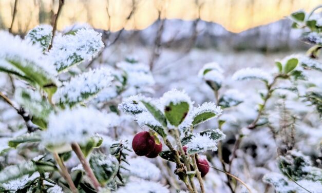 Adventskalender 12. desember