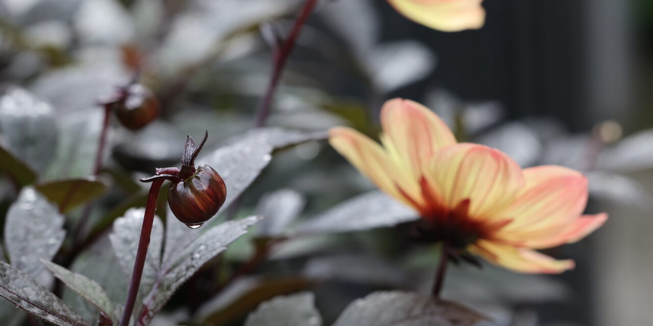 November: Lær kvensk med Ruijan Kaiku