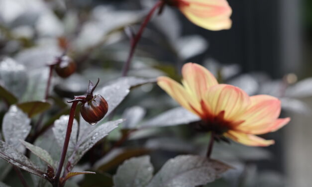 November: Lær kvensk med Ruijan Kaiku