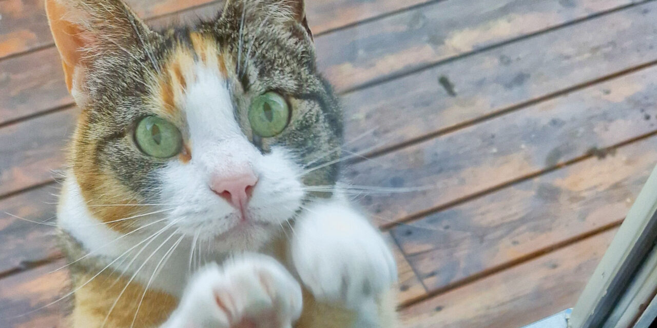 Pusi vil inn • Pusi tahtoo sishään