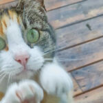 Pusi vil inn • Pusi tahtoo sishään