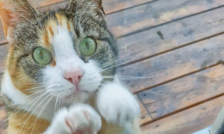 Pusi vil inn • Pusi tahtoo sishään