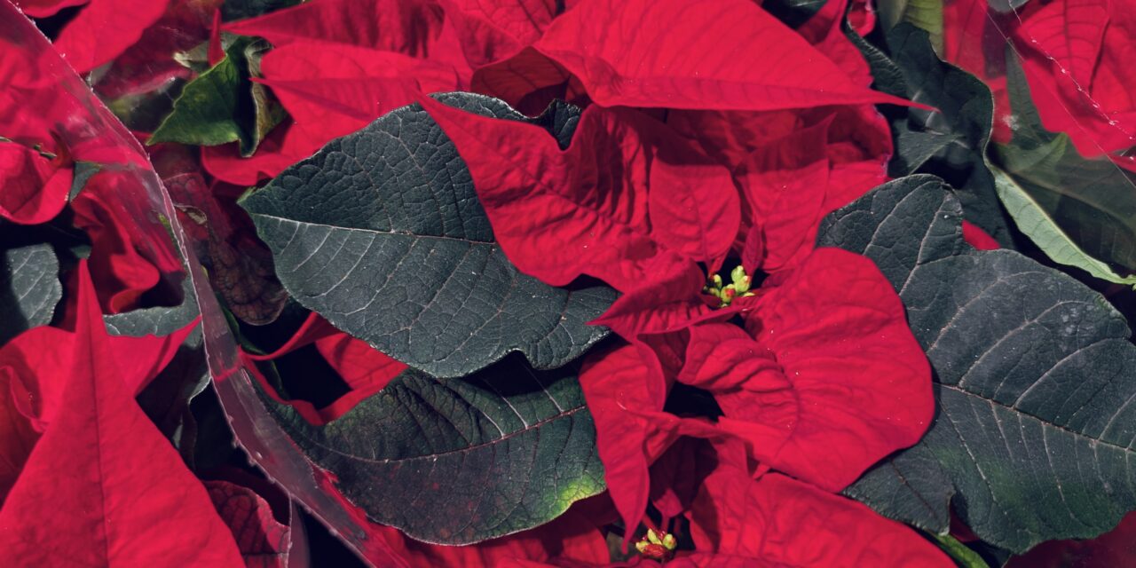 Adventskalender 18. desember