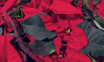 Adventskalender 18. desember