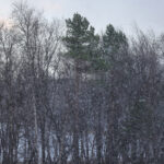 Desember: Lær mer kvensk med Ruijan Kaiku