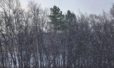 Desember: Lær mer kvensk med Ruijan Kaiku