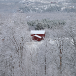 Trær i snø • Lumissii puita