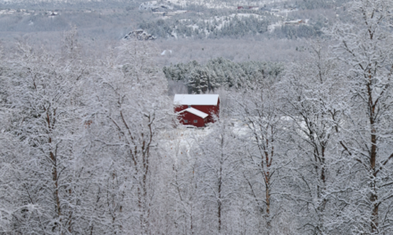 Trær i snø • Lumissii puita