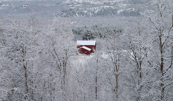 Trær i snø • Lumissii puita
